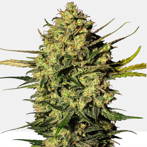 Sensi White Label - Master Kush Auto